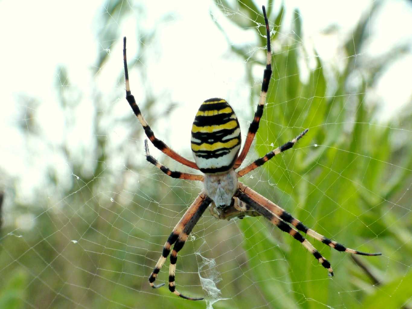 Argiope bruennichi - Udine (UD)